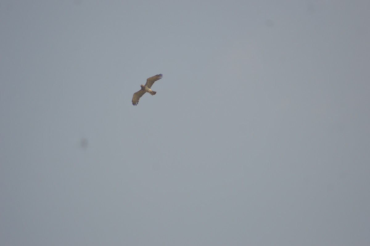 Short-toed Snake-Eagle - ML647666171