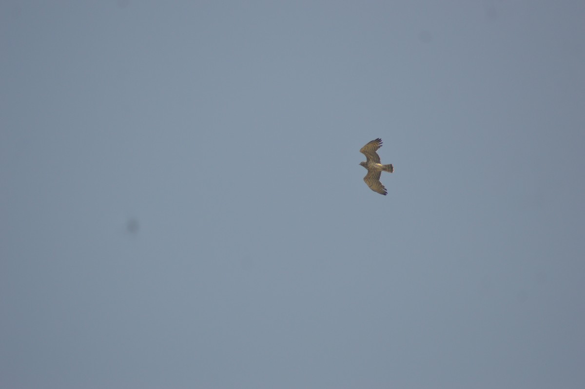 Short-toed Snake-Eagle - ML647666172