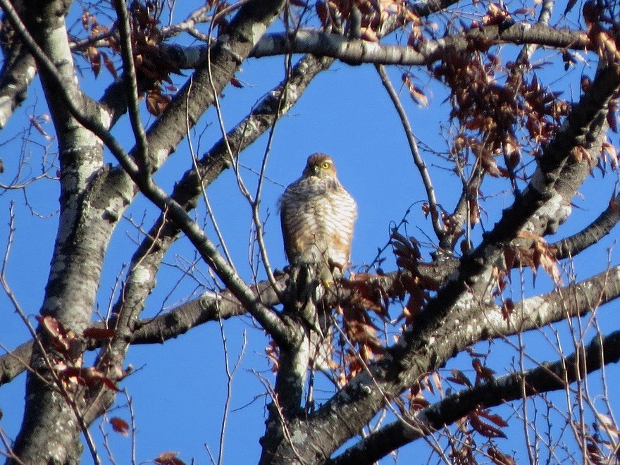 spurvehauk - ML647666177