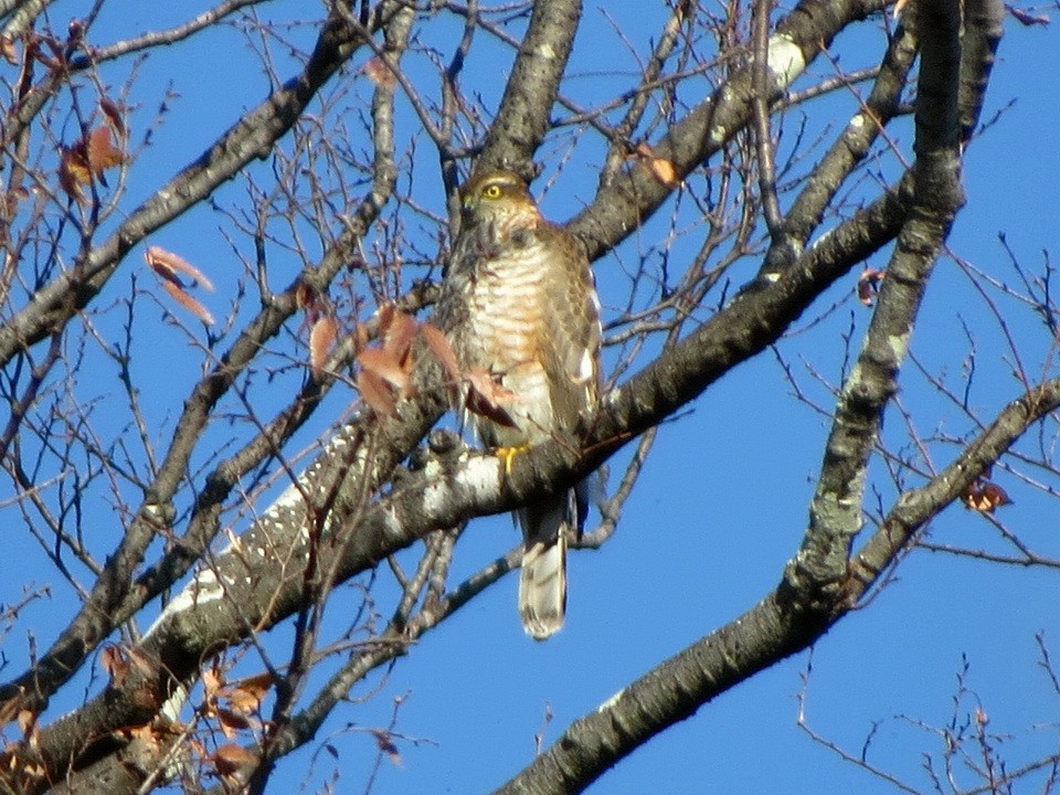 spurvehauk - ML647666180