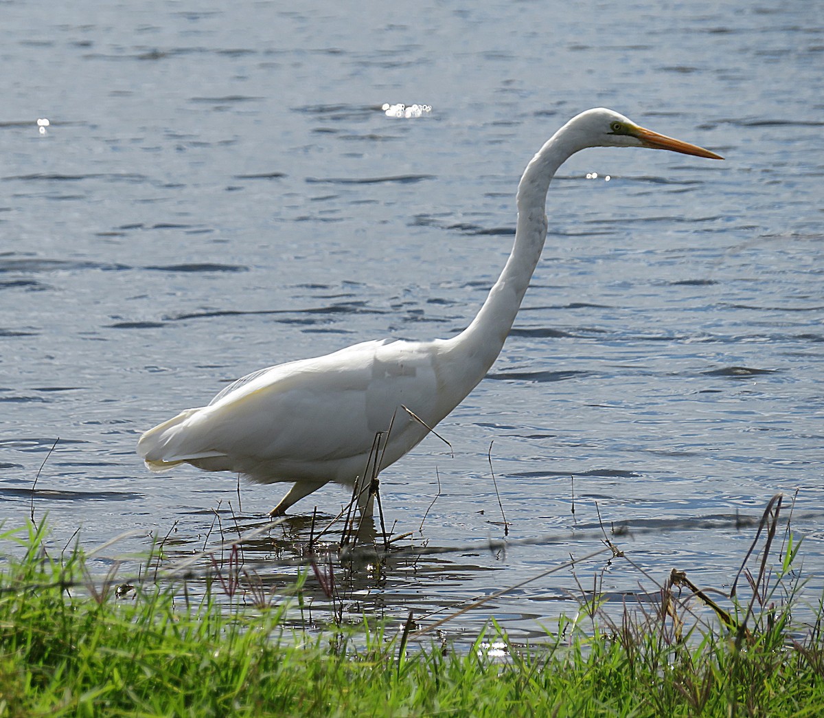 brudehegre - ML647666203