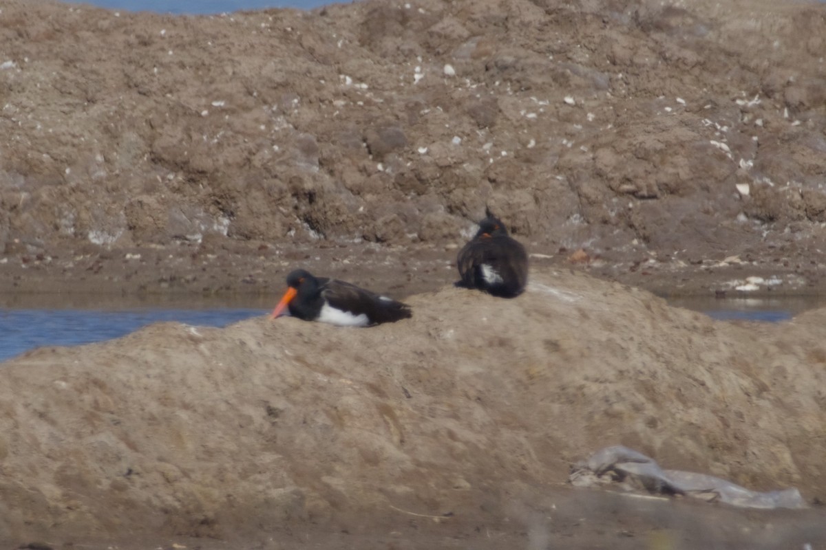 amerikatjeld - ML647666209