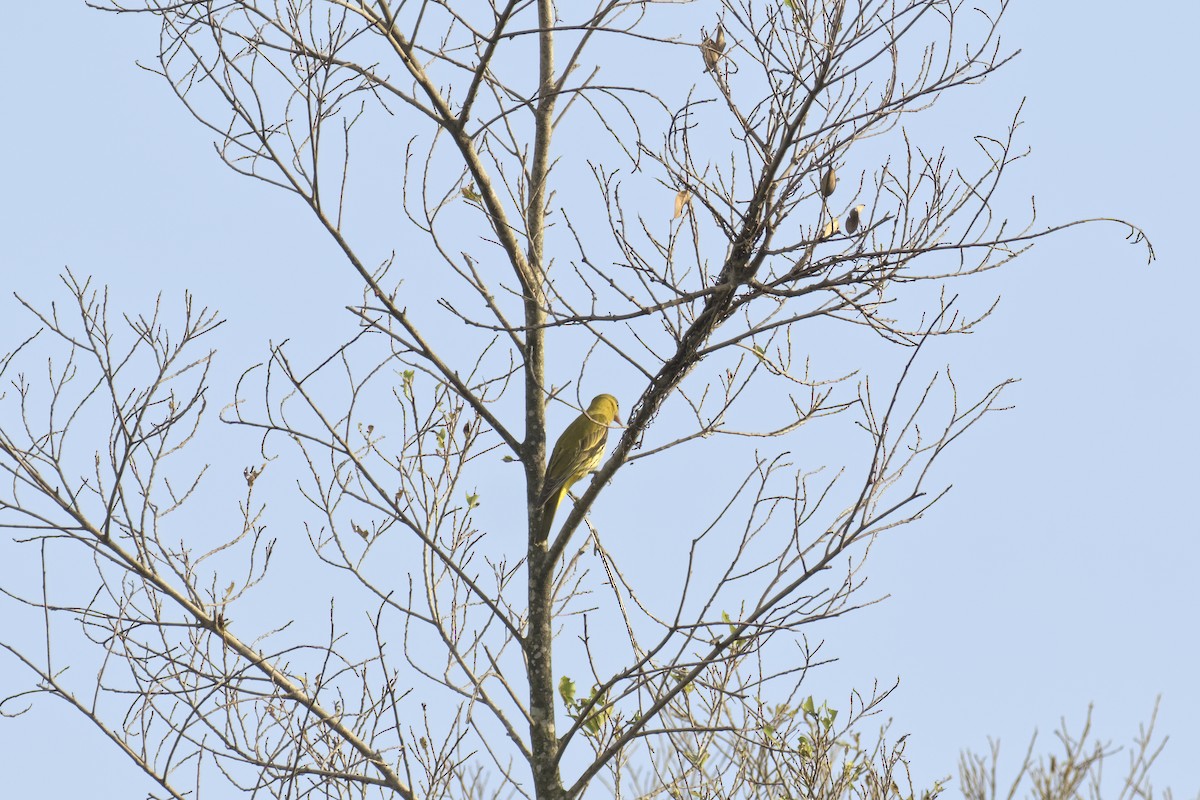 Black-naped Oriole (East Asian) - ML647666210