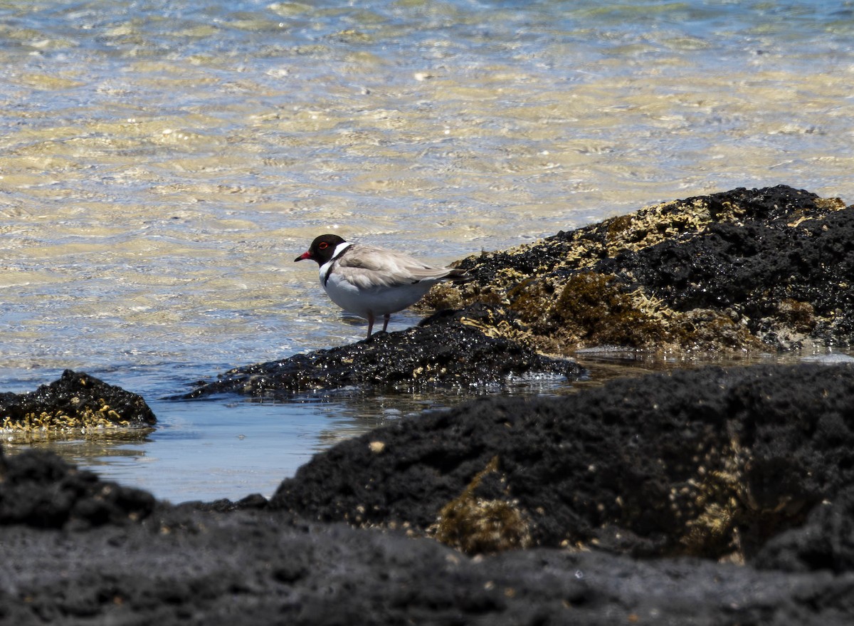 svarthodelo - ML647666211