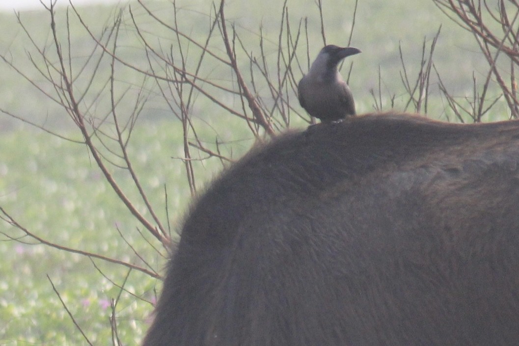 huskråke - ML647666212