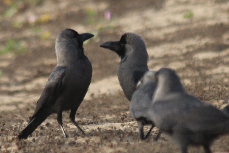 huskråke - ML647666213