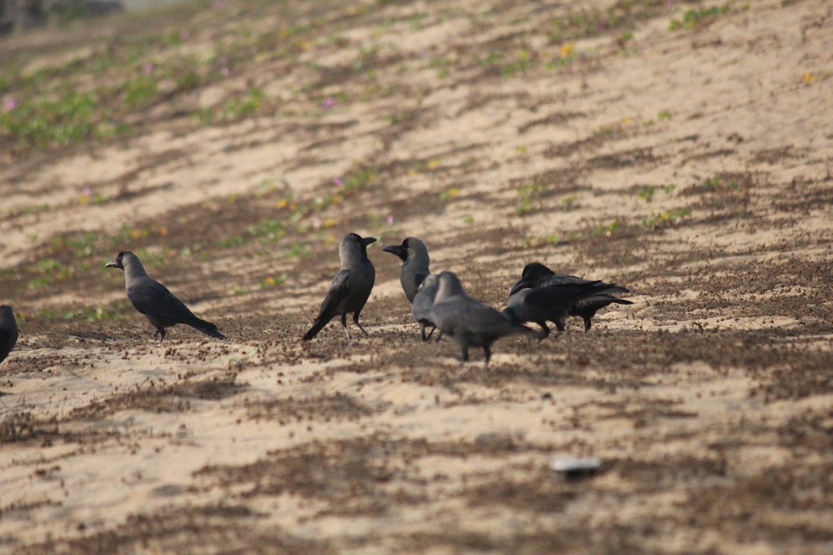 huskråke - ML647666214