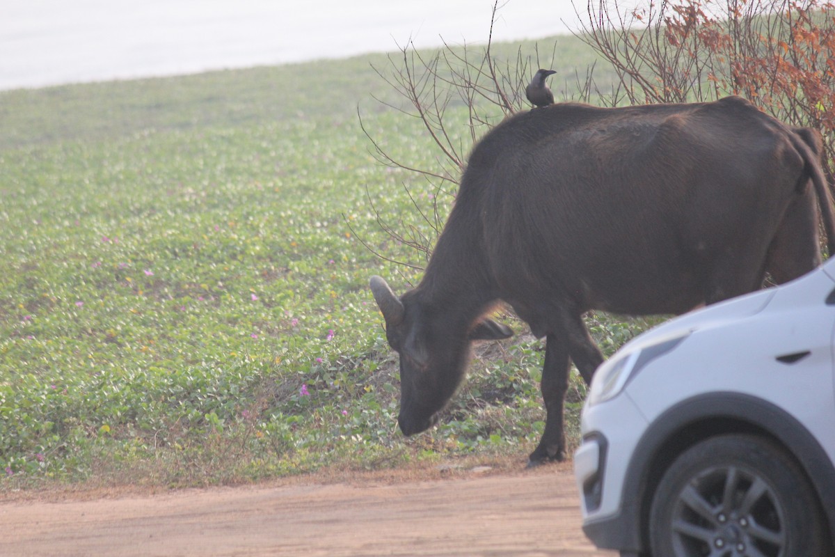 huskråke - ML647666215