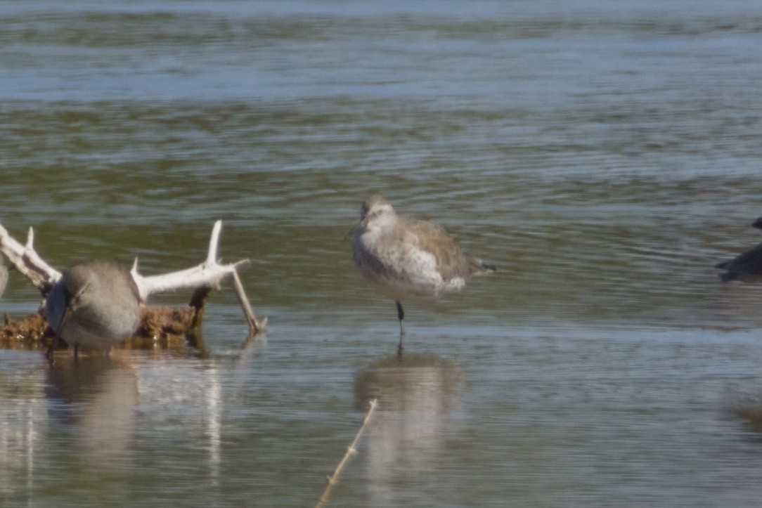 polarsnipe - ML647666217