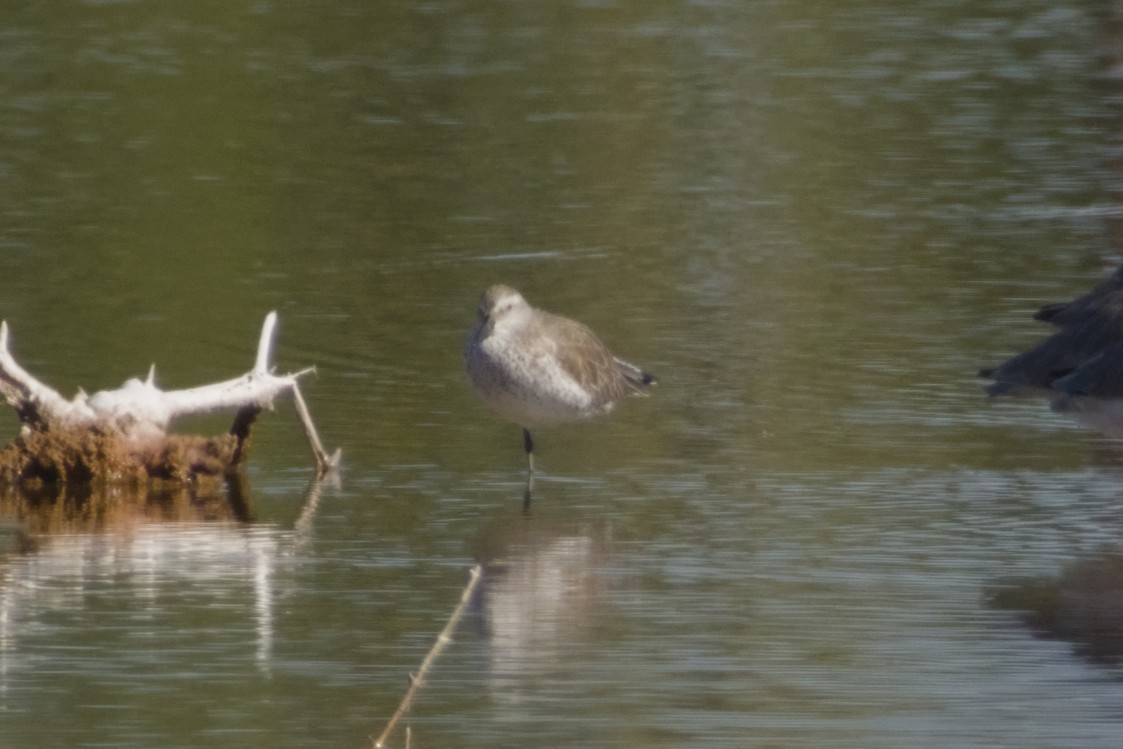 polarsnipe - ML647666218