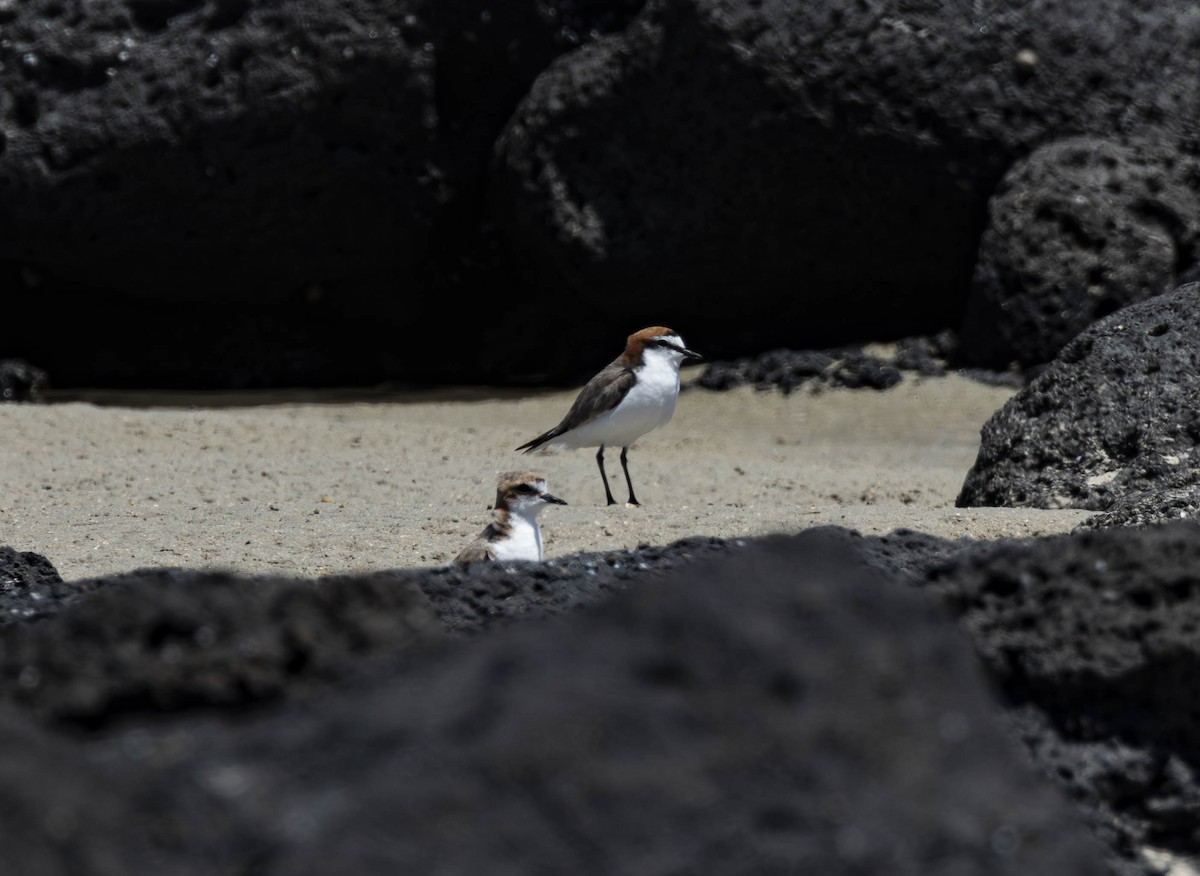 rødhettelo - ML647666219