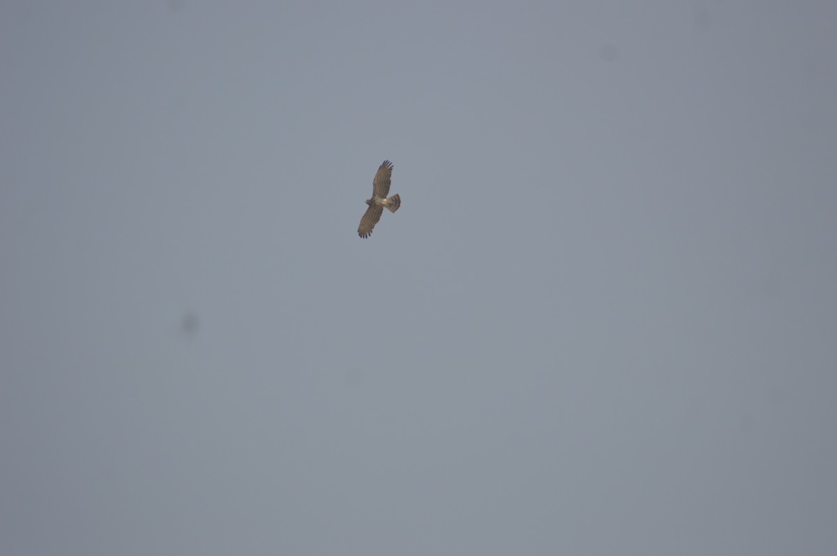 slangeørn - ML647666220