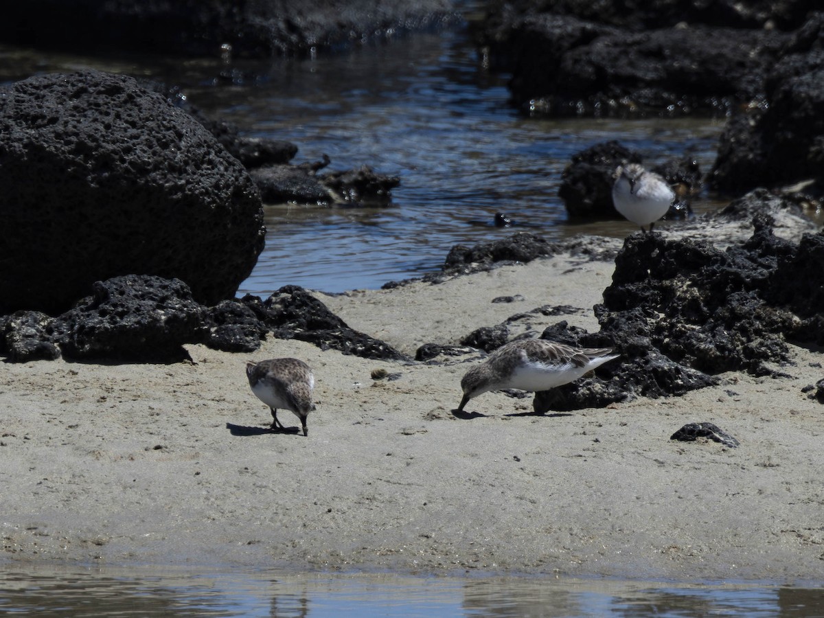 rødstrupesnipe - ML647666221