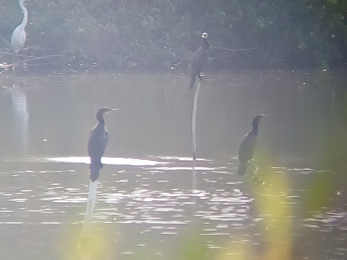 bengalskarv - ML647666222