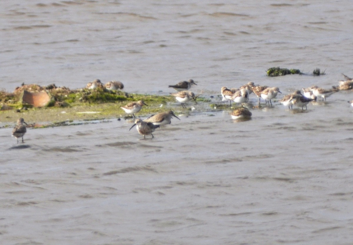 tundrasnipe - ML647666224