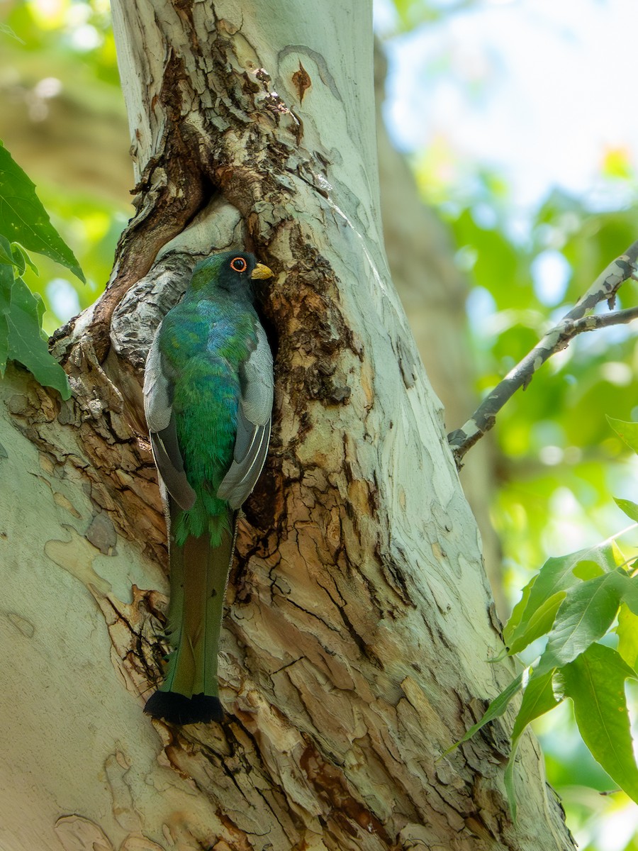 kobberstjerttrogon - ML647666225