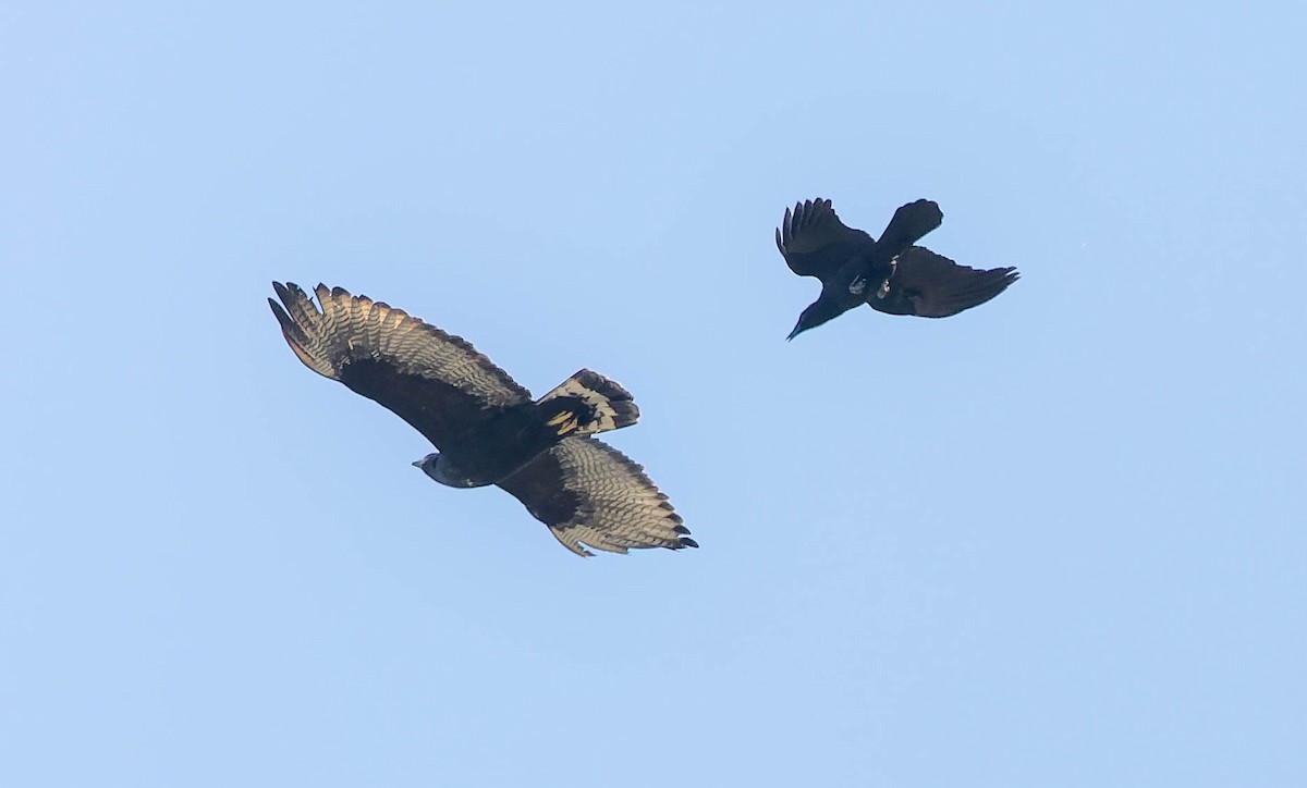 båndstjertvåk - ML647666226