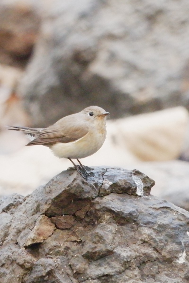 flekkbrystviftestjert - ML647666227