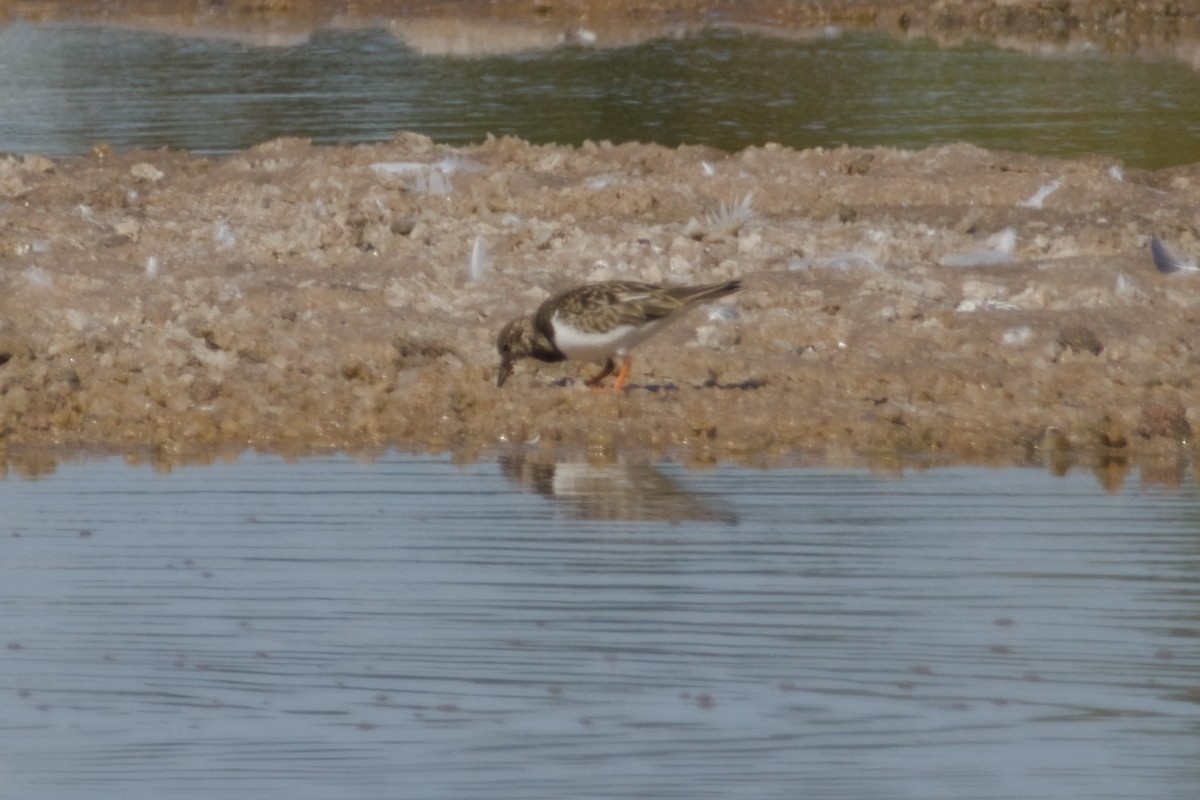 steinvender - ML647666230