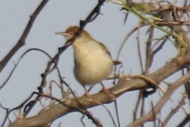 langstjertskredderfugl - ML647666231