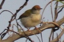 langstjertskredderfugl - ML647666232