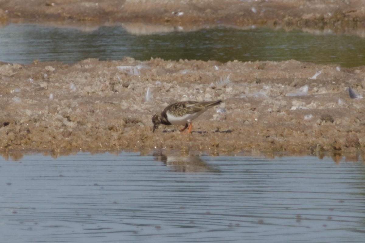 steinvender - ML647666233