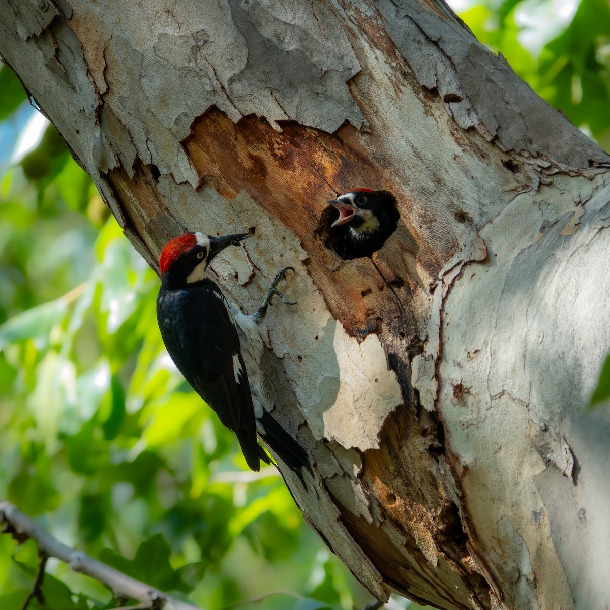 eikespett - ML647666234