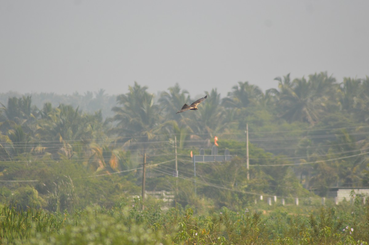 sivhauk - ML647666236