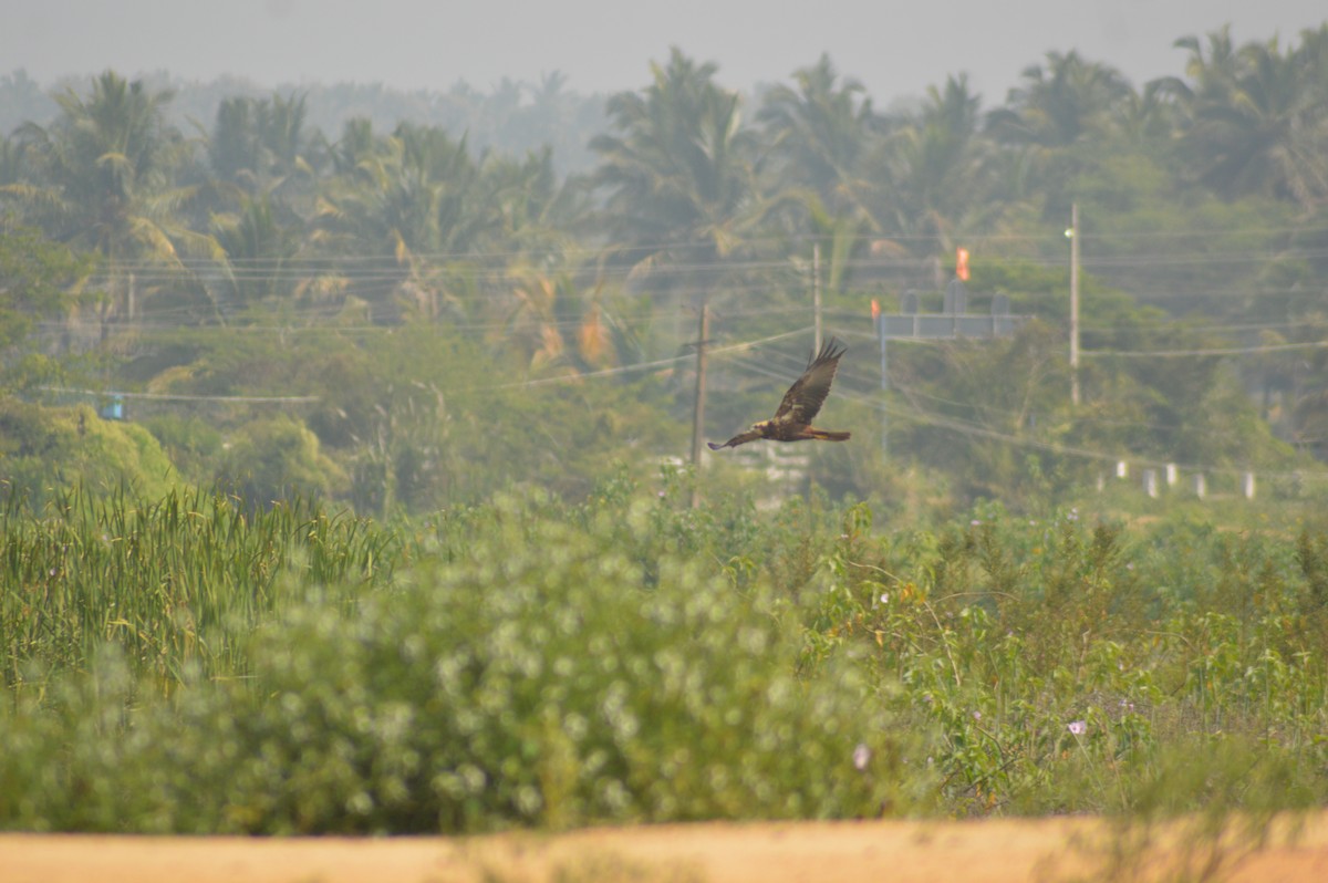 sivhauk - ML647666237