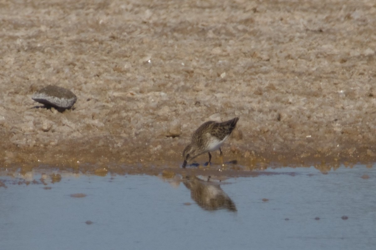 pygmésnipe - ML647666238