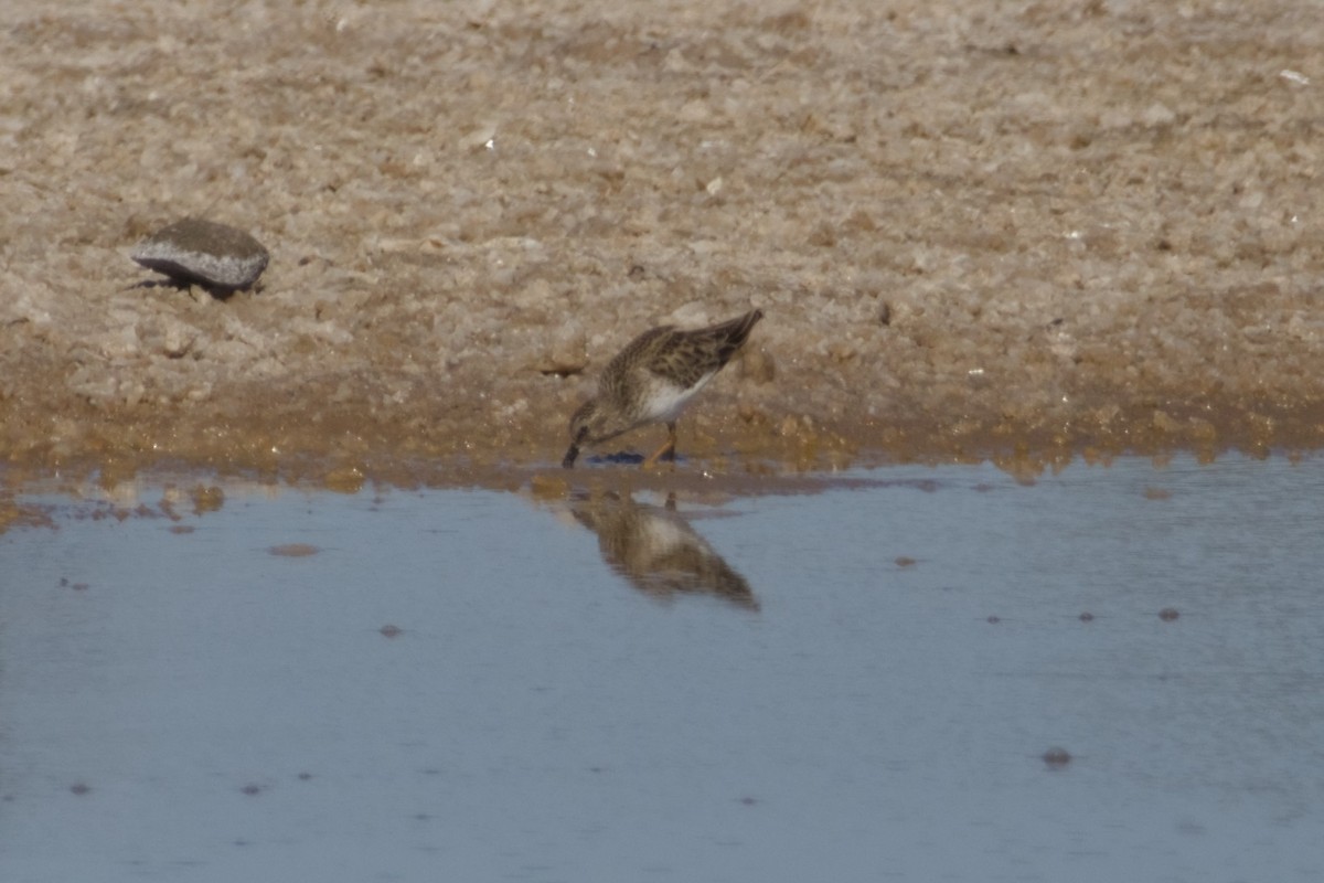 pygmésnipe - ML647666239