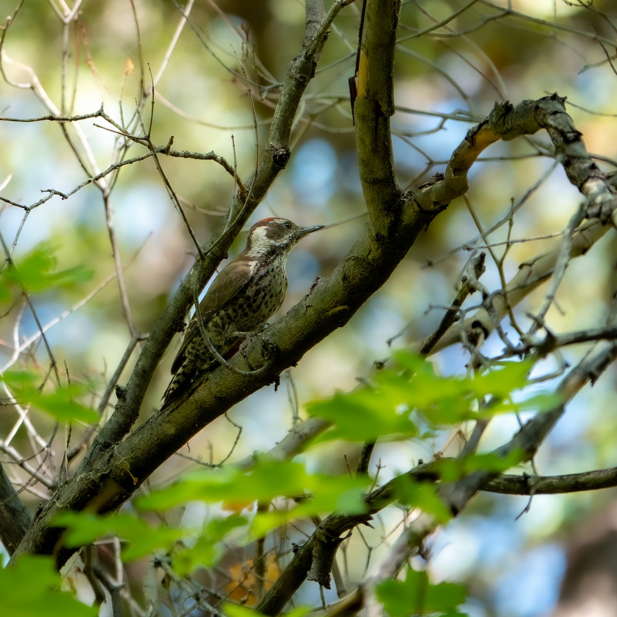 sierramadrespett - ML647666240