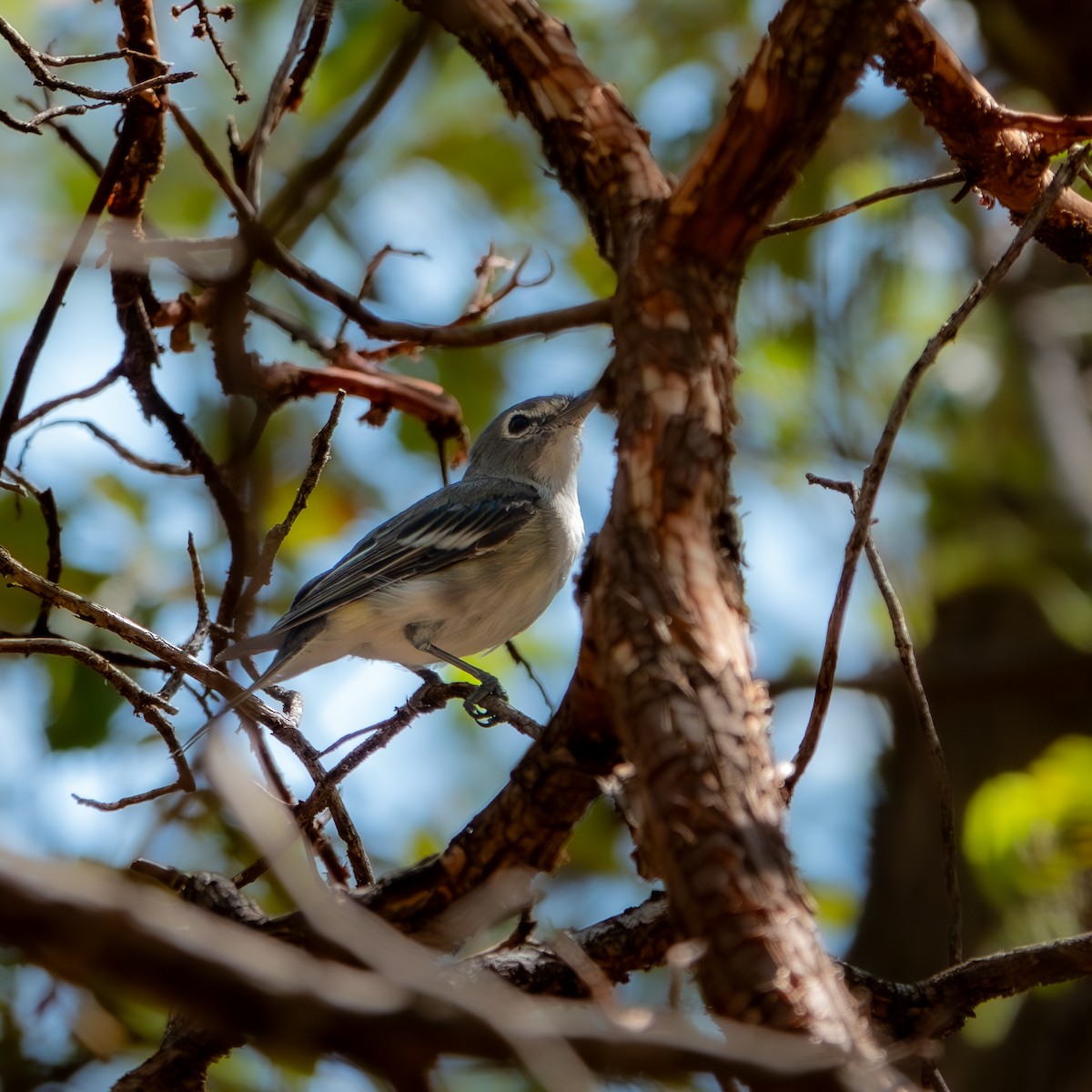 blyvireo - ML647666243