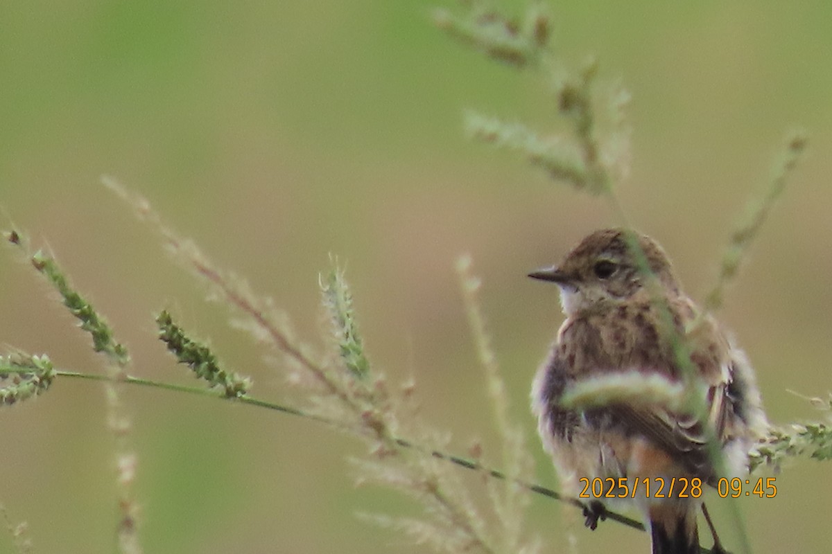 Stejnegerschwarzkehlchen - ML647666270