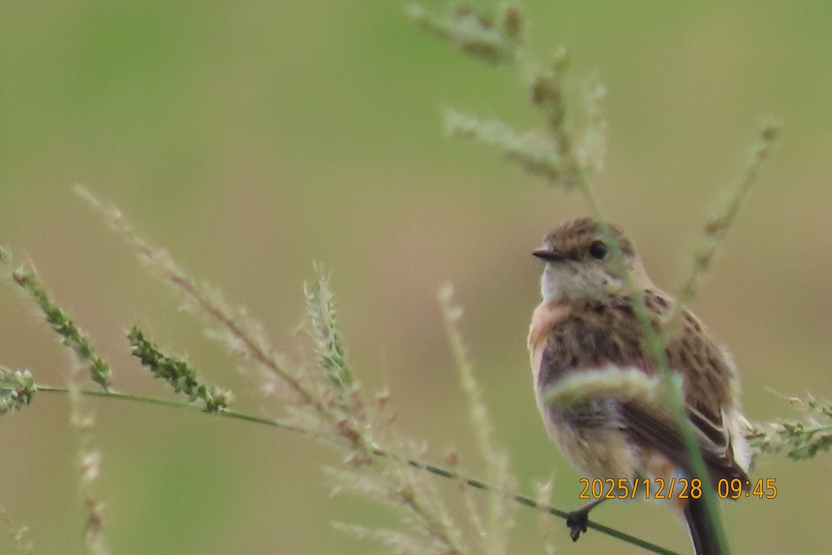 Stejnegerschwarzkehlchen - ML647666271
