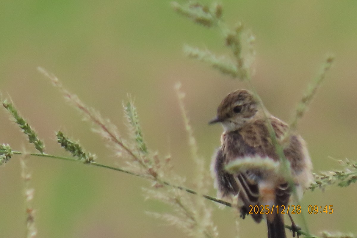 Stejnegerschwarzkehlchen - ML647666272