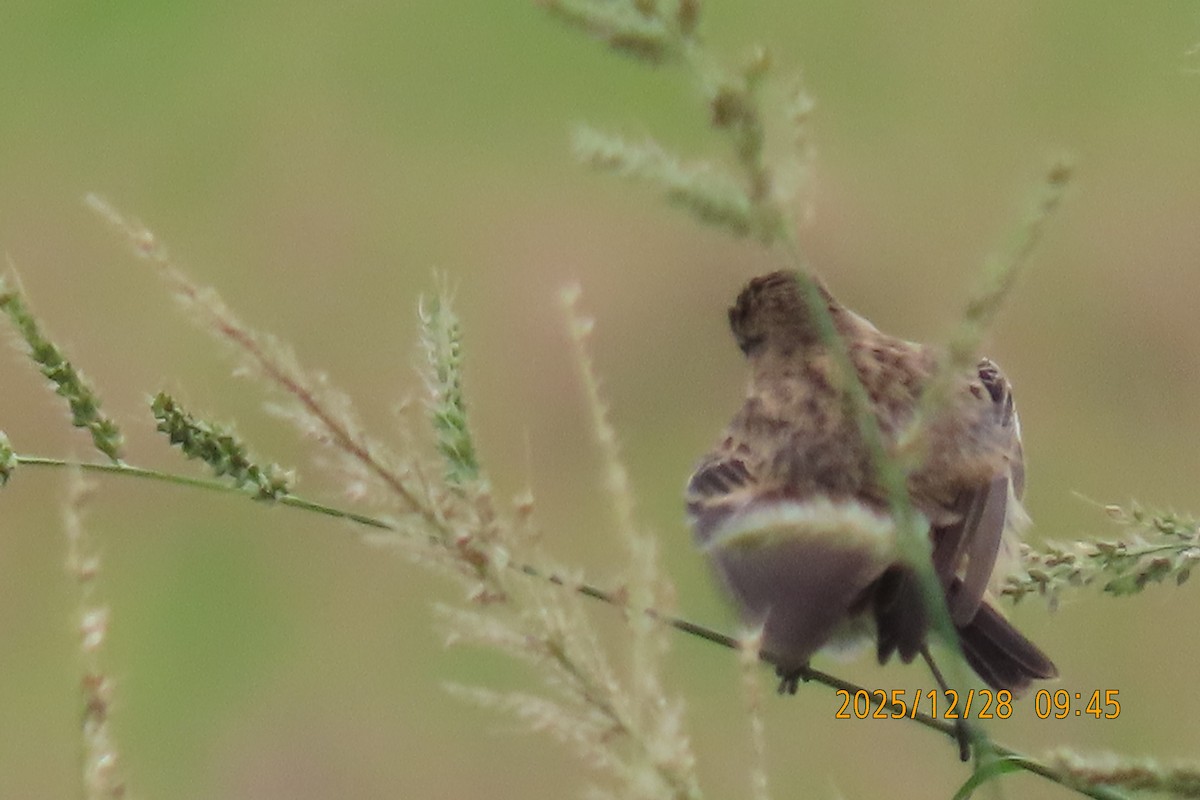 Stejnegerschwarzkehlchen - ML647666273