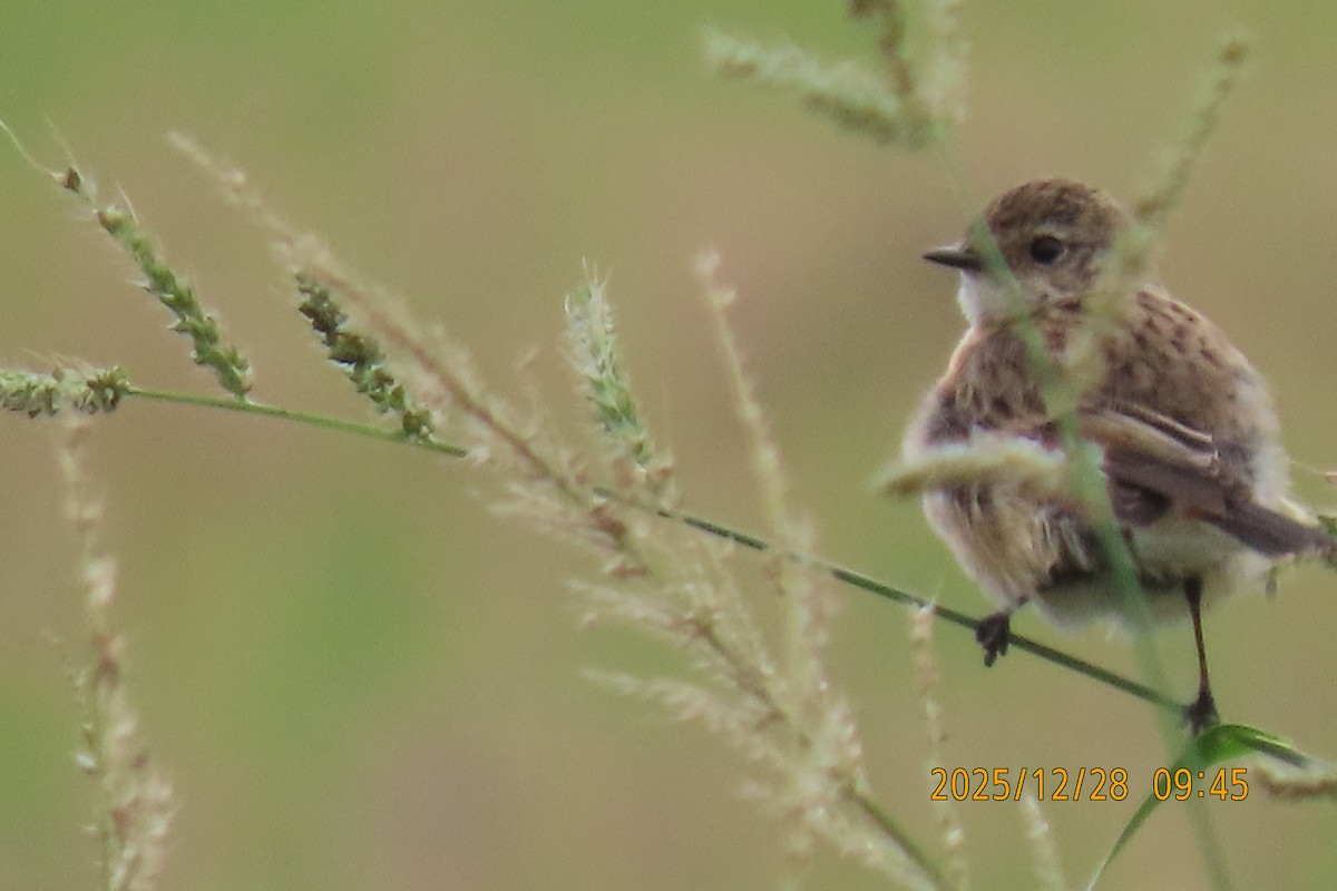 Stejnegerschwarzkehlchen - ML647666274