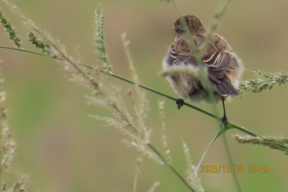 Stejnegerschwarzkehlchen - ML647666275