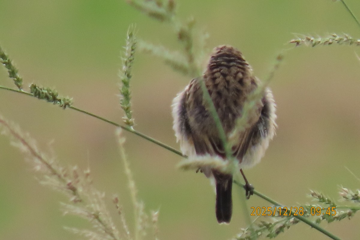 Stejnegerschwarzkehlchen - ML647666276