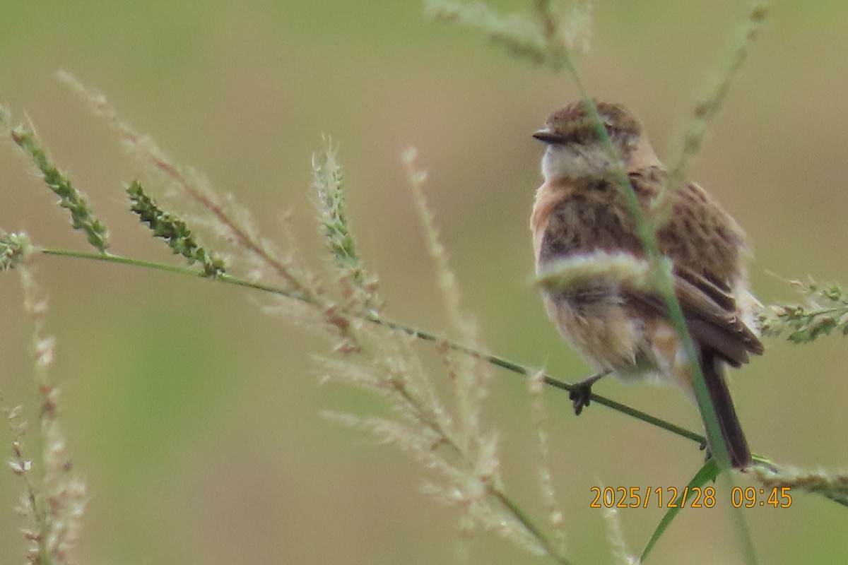 Stejnegerschwarzkehlchen - ML647666277