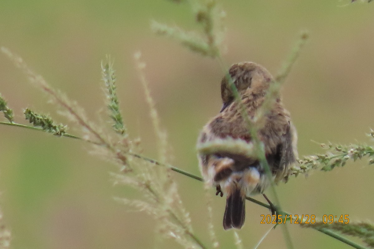 Stejnegerschwarzkehlchen - ML647666278