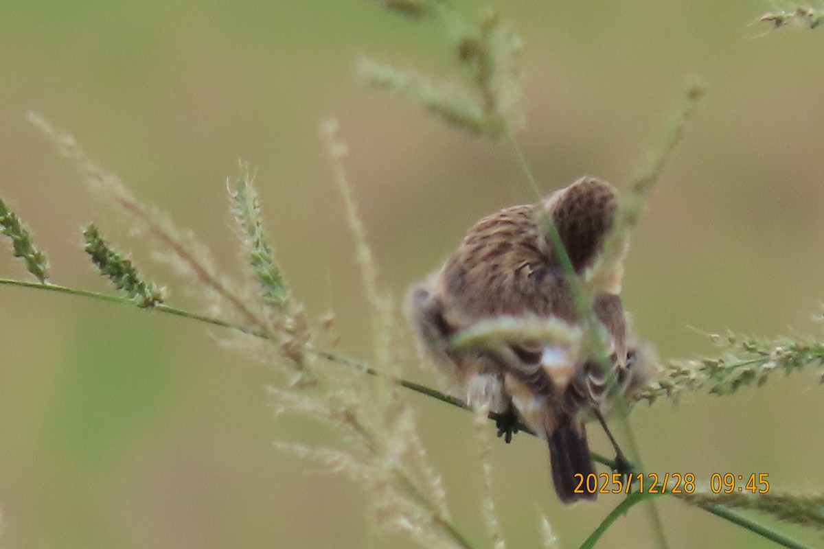 Stejnegerschwarzkehlchen - ML647666279