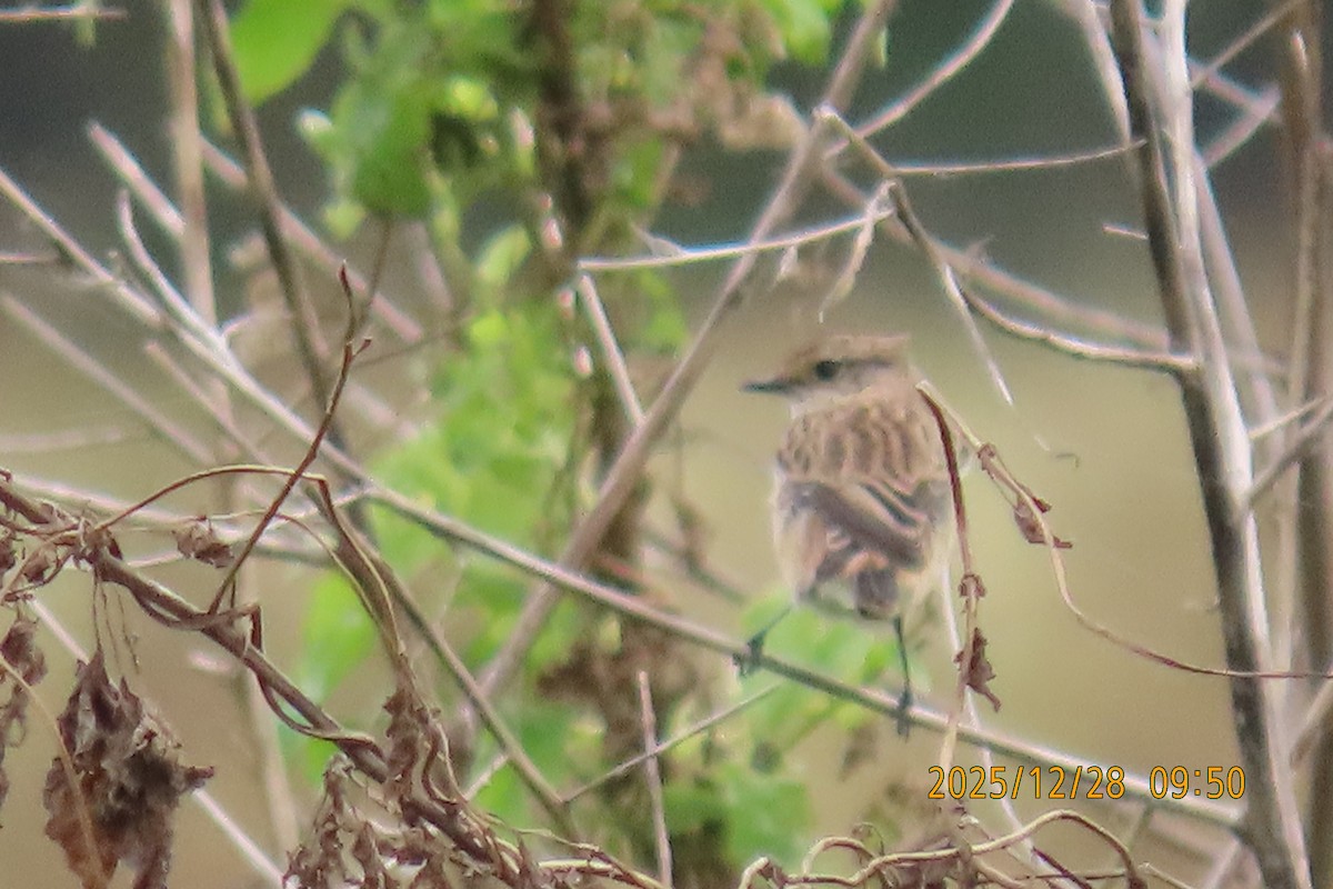 Stejnegerschwarzkehlchen - ML647666280