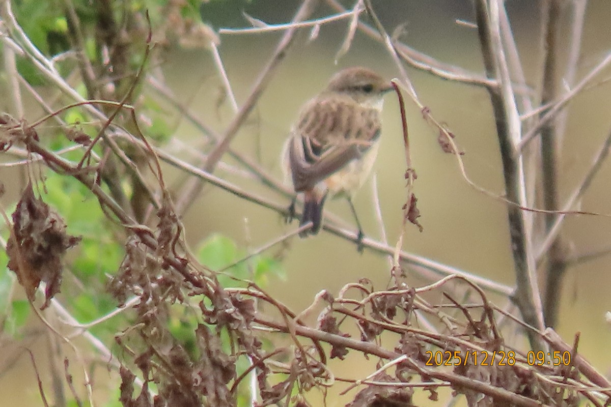 Stejnegerschwarzkehlchen - ML647666281