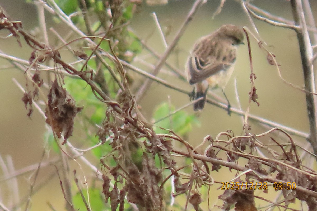 Stejnegerschwarzkehlchen - ML647666282