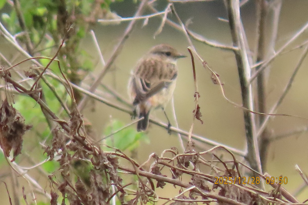 Stejnegerschwarzkehlchen - ML647666283