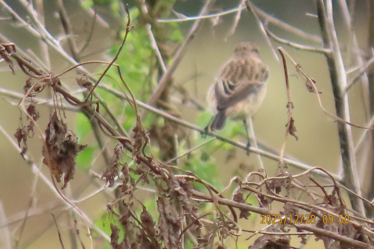 Stejnegerschwarzkehlchen - ML647666284