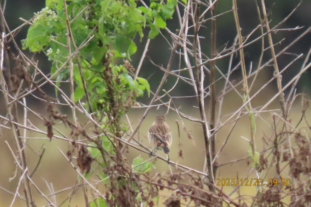 Stejnegerschwarzkehlchen - ML647666289