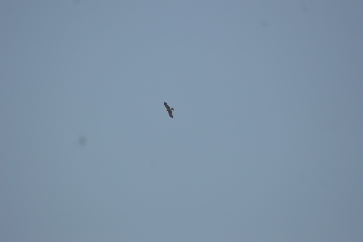 Gangesadler - ML647666292